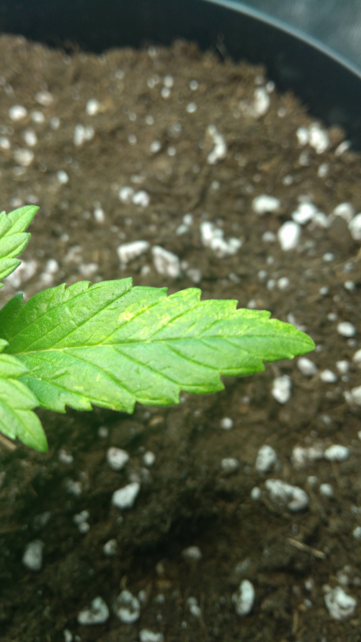 grow-lisc-marihuany-1.jpg