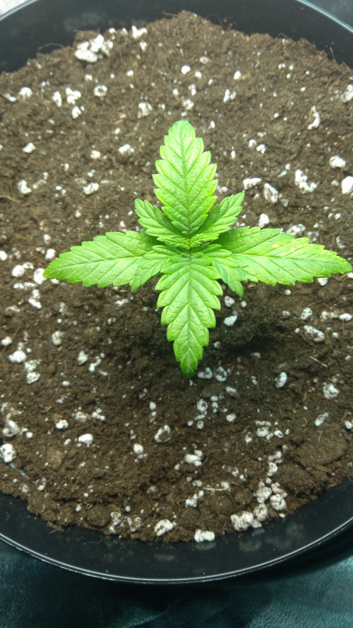 grow-lisc-marihuany-2.jpg