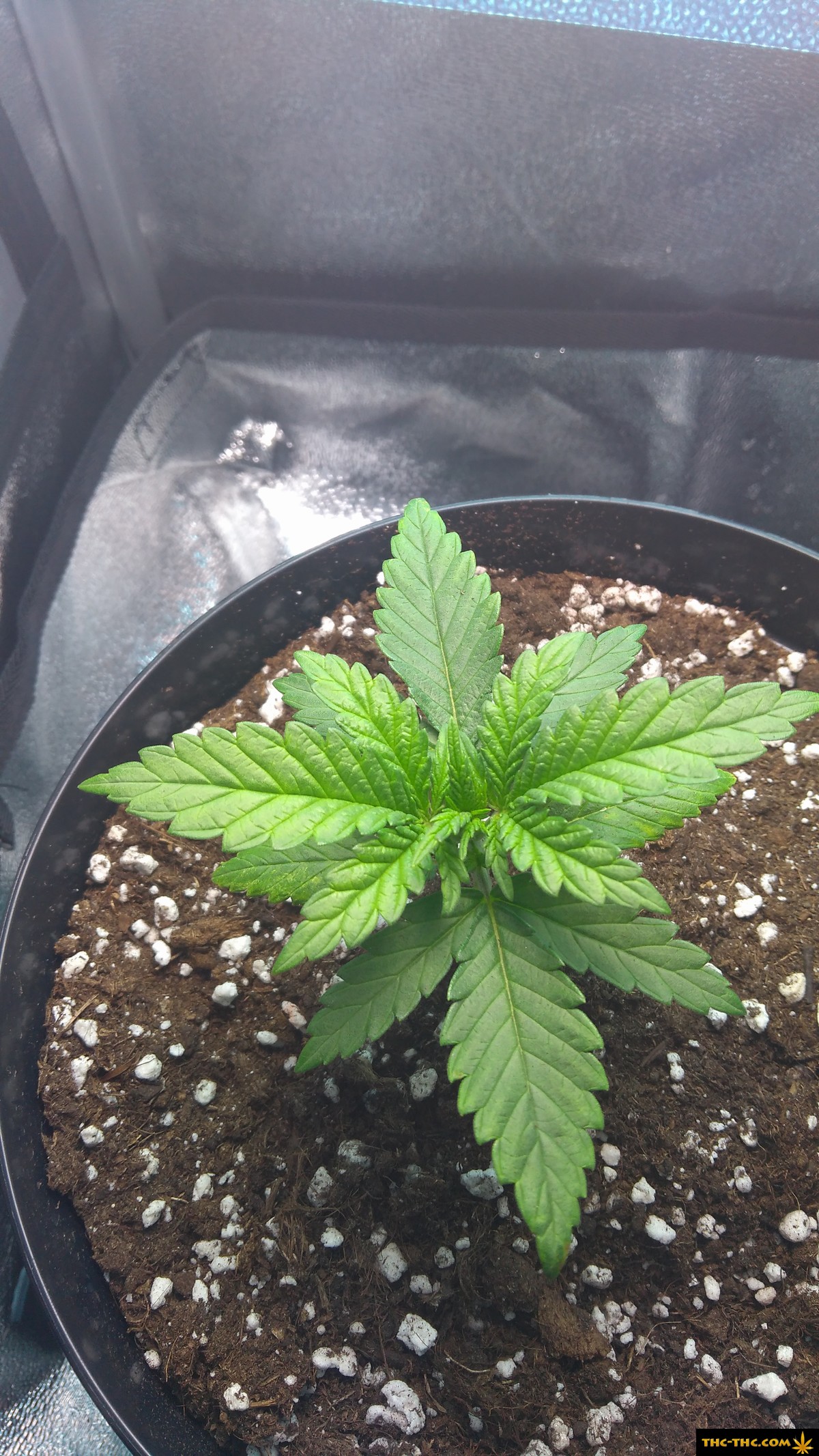 grow-lisc-marihuany-3.jpg