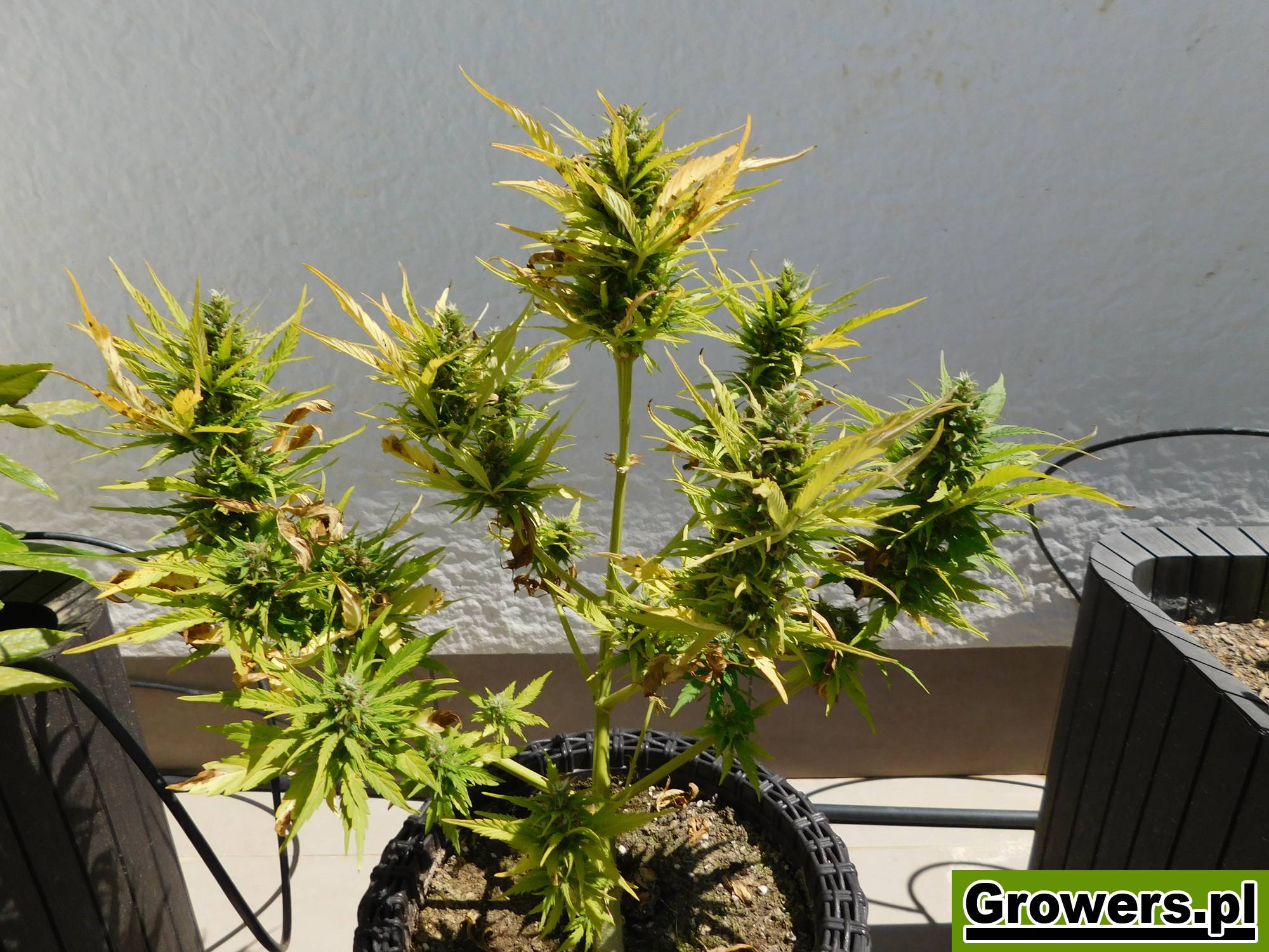 popalona-marihuana-3.jpg