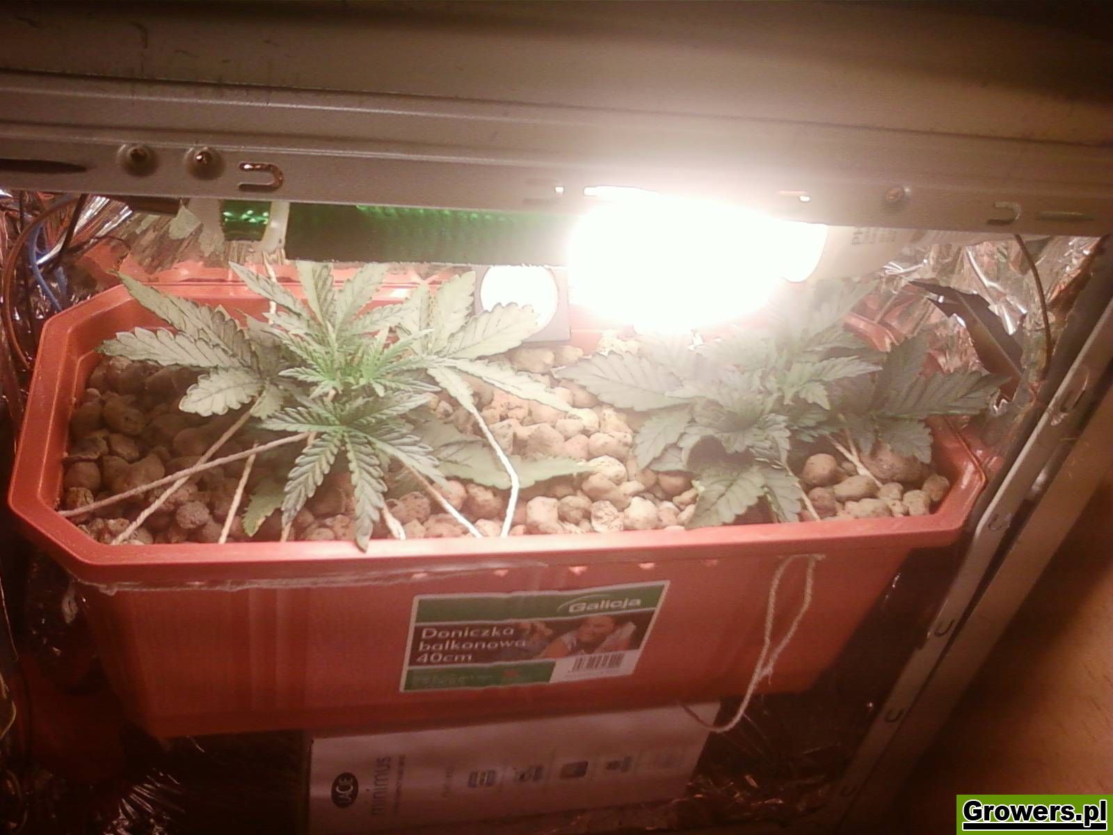 pc-box-uprawa-marihuany-6.jpg