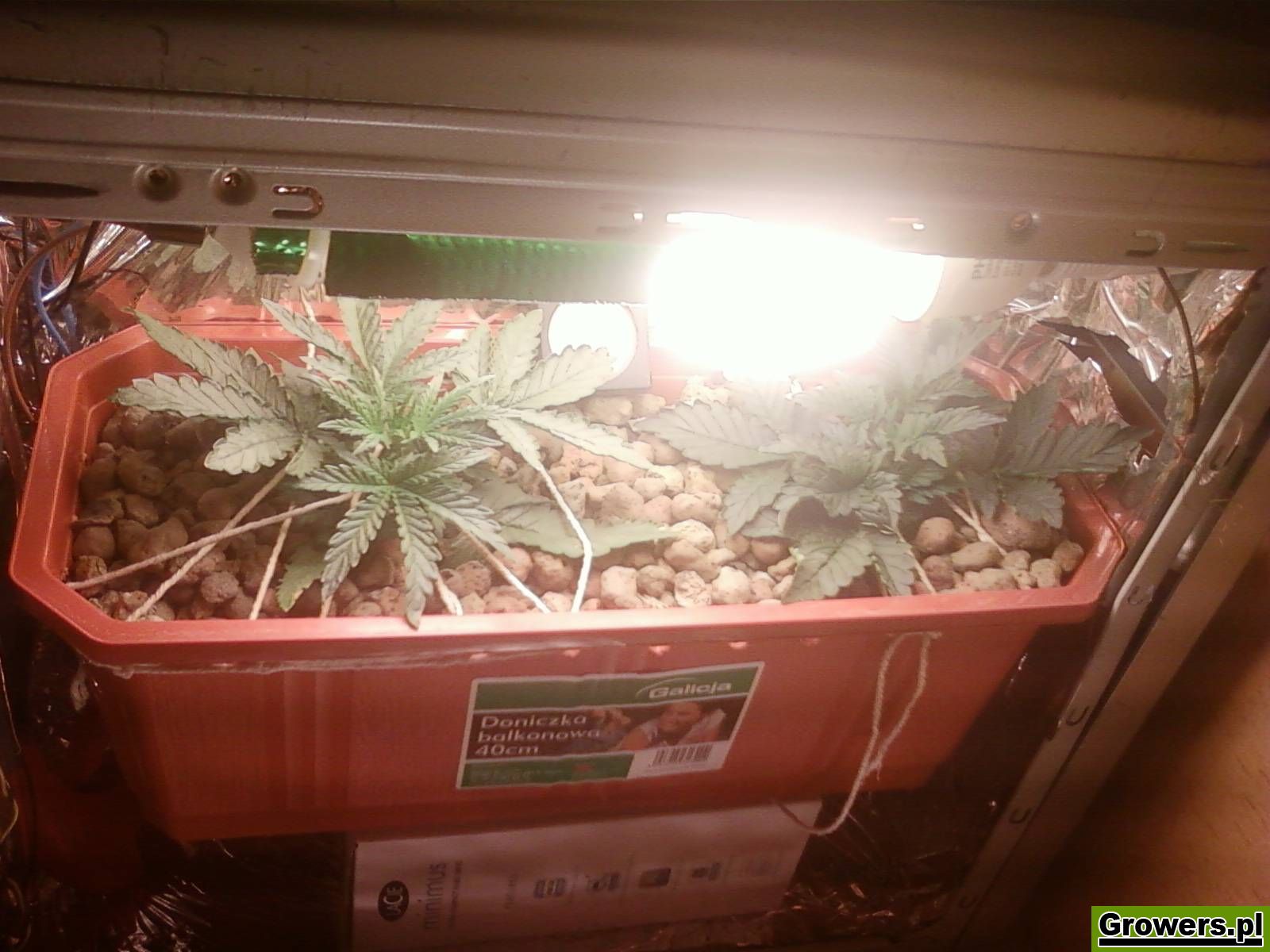 pc-box-uprawa-marihuany-6.jpg