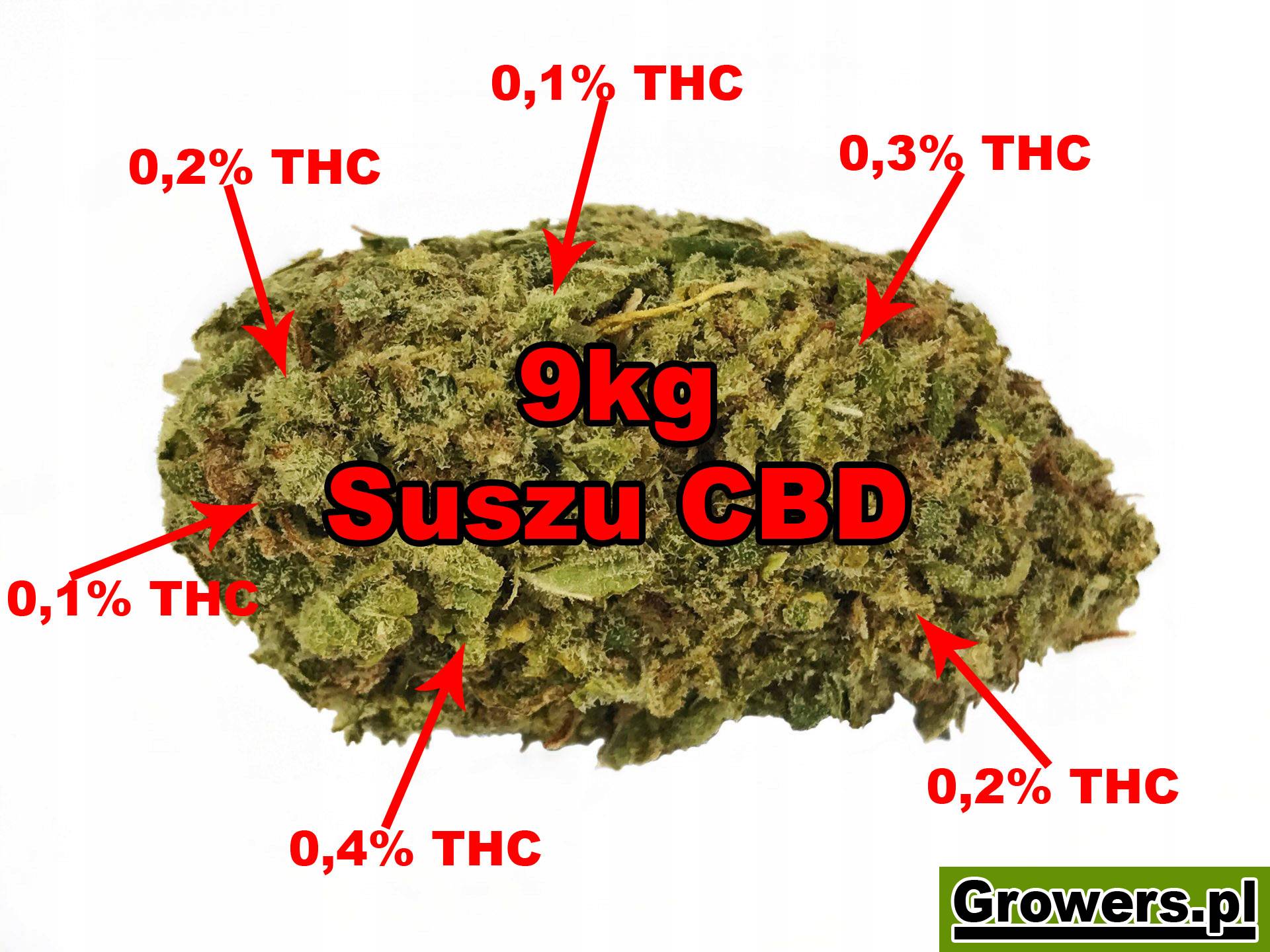 badanie-suszu-cbd-poziom-thc-915037.jpg