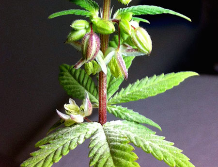 zapylanie cannabis 2.jpg