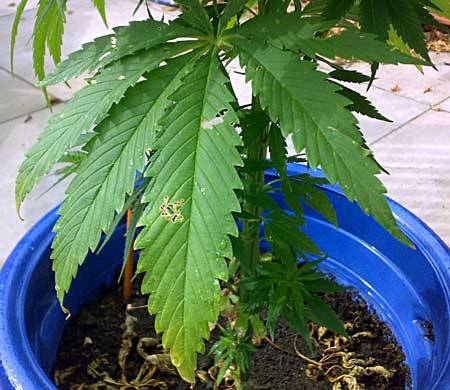 gasienice-cannabis.jpg