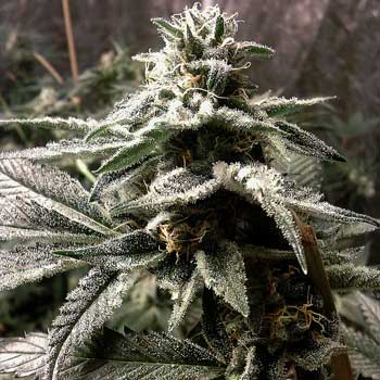 liście-cukrowe-marihuany-cannabis-roslina.jpg