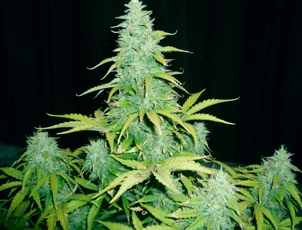 Amnesia-Haze-Auto.jpg