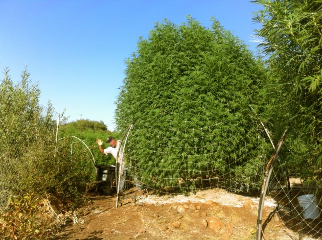 Marihuana-wielki-outdoor.jpg