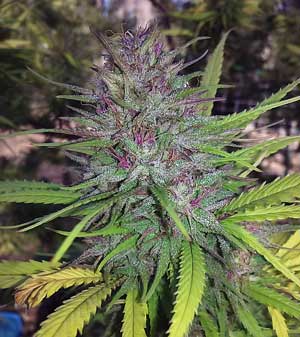 Purple-Trainwreck1.jpg