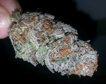 Purple-Trainwreck3.jpg