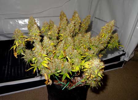 auto-sour-diesel-just-before-harvest-sm.jpg