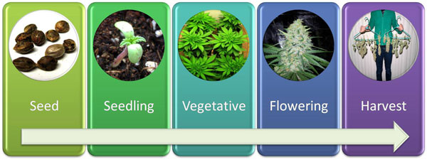 cannabis-fazy-wzrostu.jpg