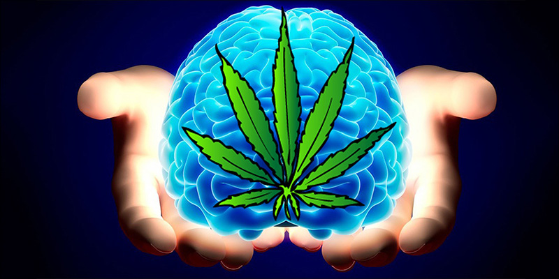 a-9-mozg-marihuana-sprawia-ze-jestes-madrzejszy.jpg