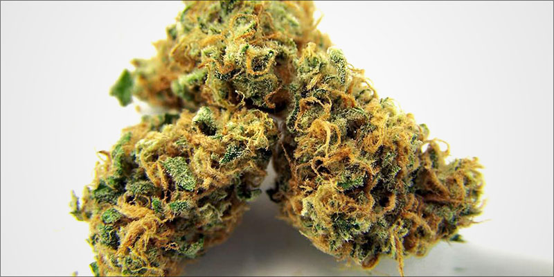 Pineapple-Express-recenzja-odmiany-cbd-thc.jpg