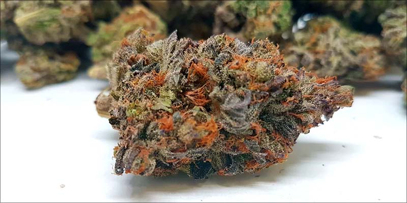 Purple-Space-Cookies-odmiana.jpg