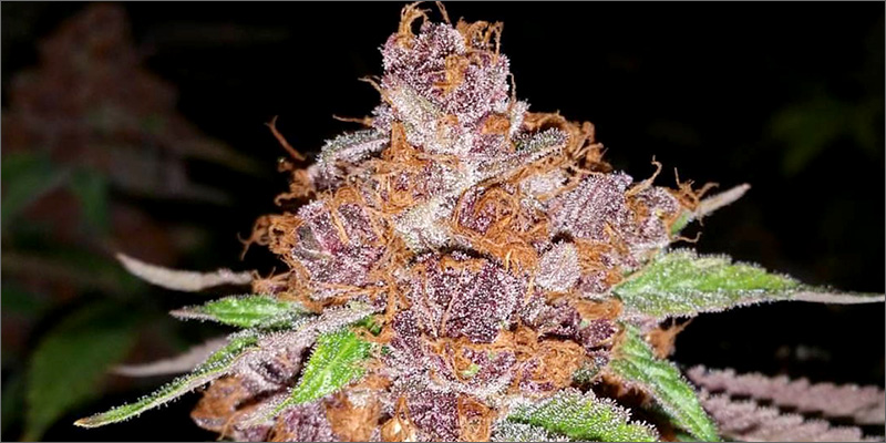 purple-urkle-recenzja.jpg