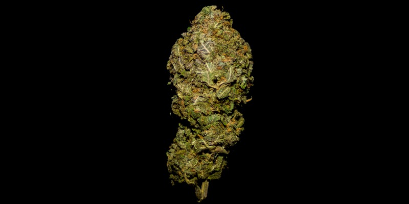 Shishkaberry-recenzja-odmiany-cannabis.jpg
